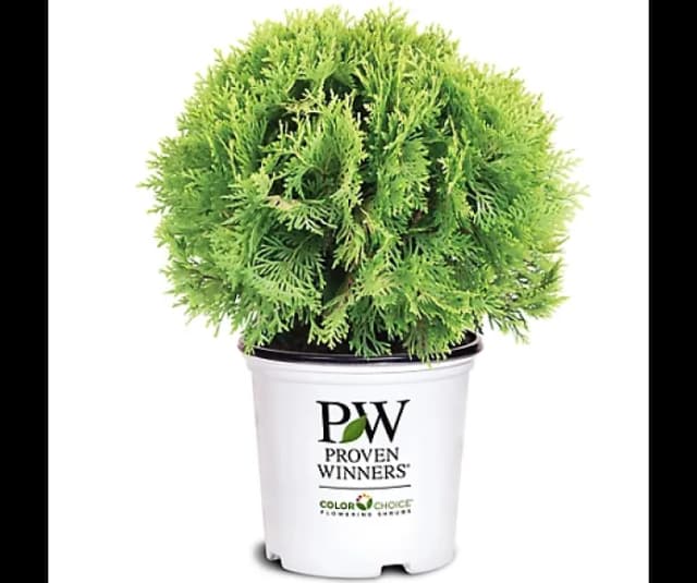 Picture of the product: 2 Gal. Arborvitae Tater Tot Shrub