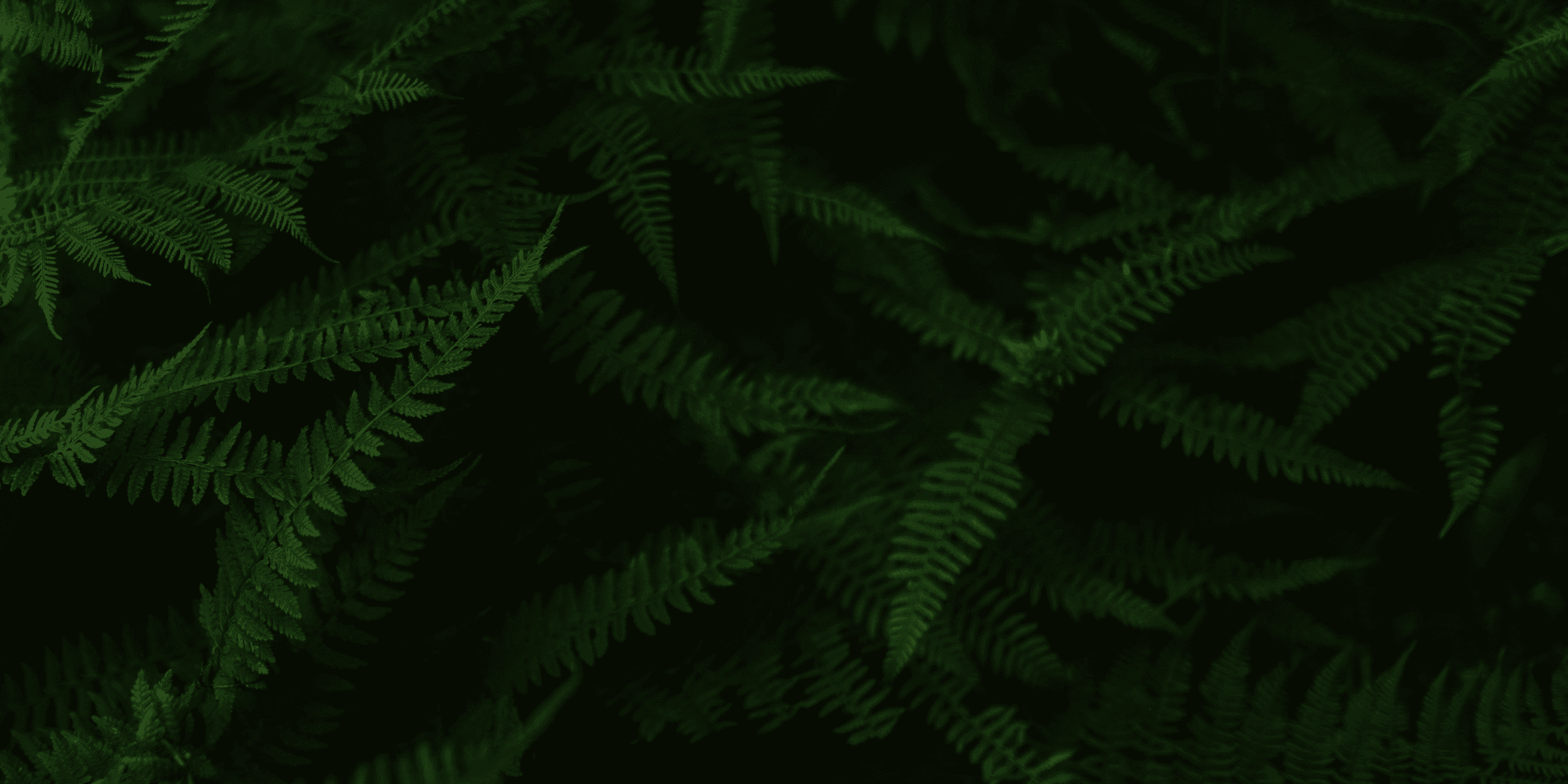 green leafed plants