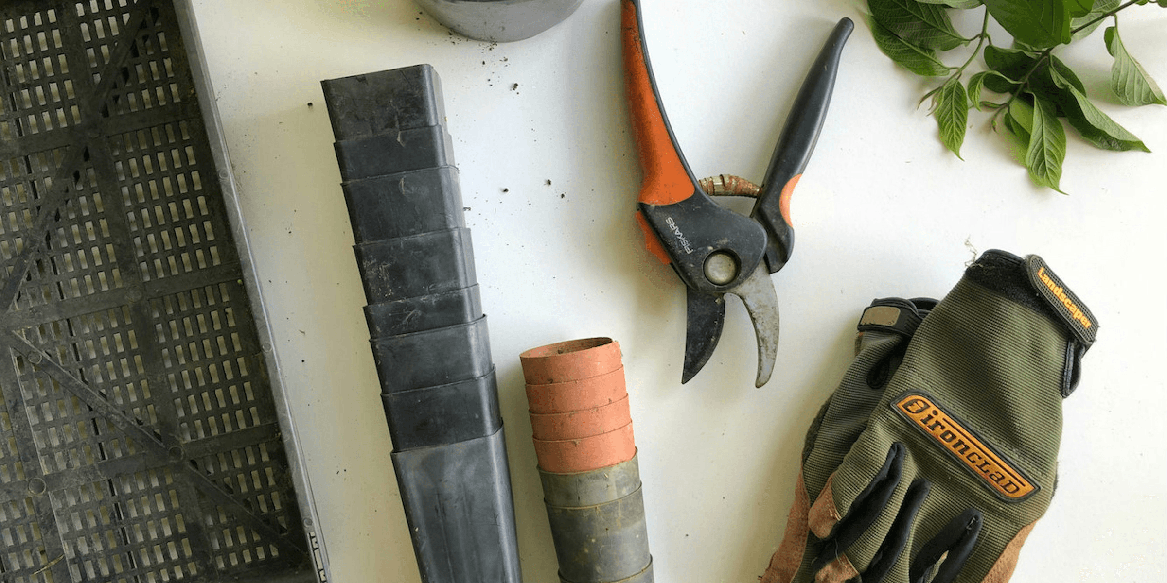black pruning shears beside green gloves.