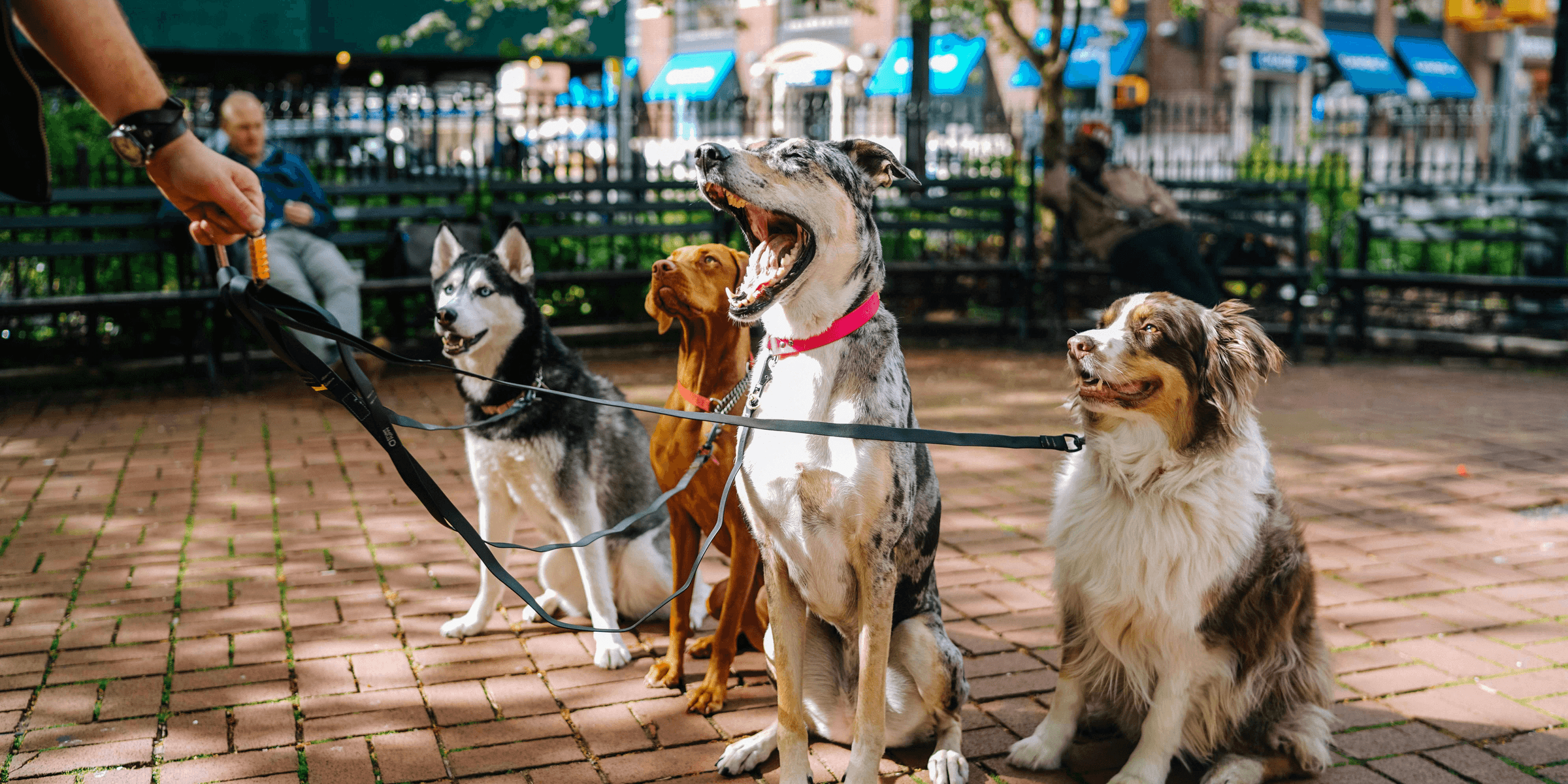 four dogs on park.