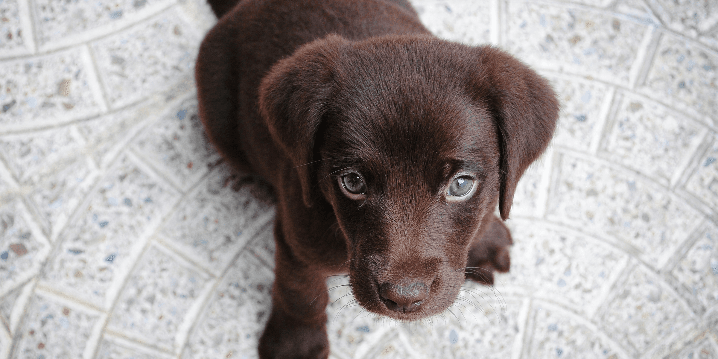 short-coated brown puppy on white floor.