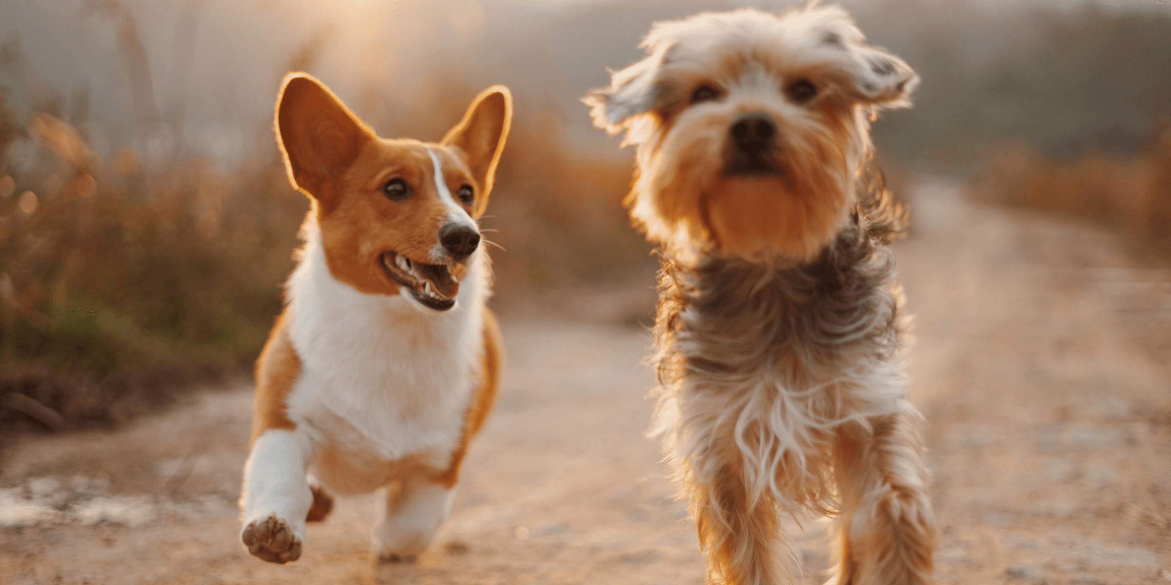 two brown and white dogs running dirt road during daytime.
