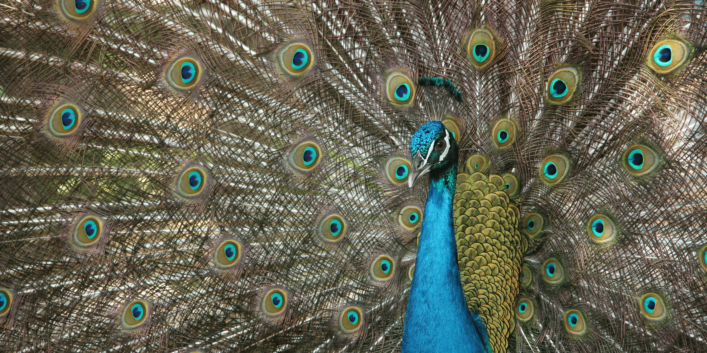 Peacock.