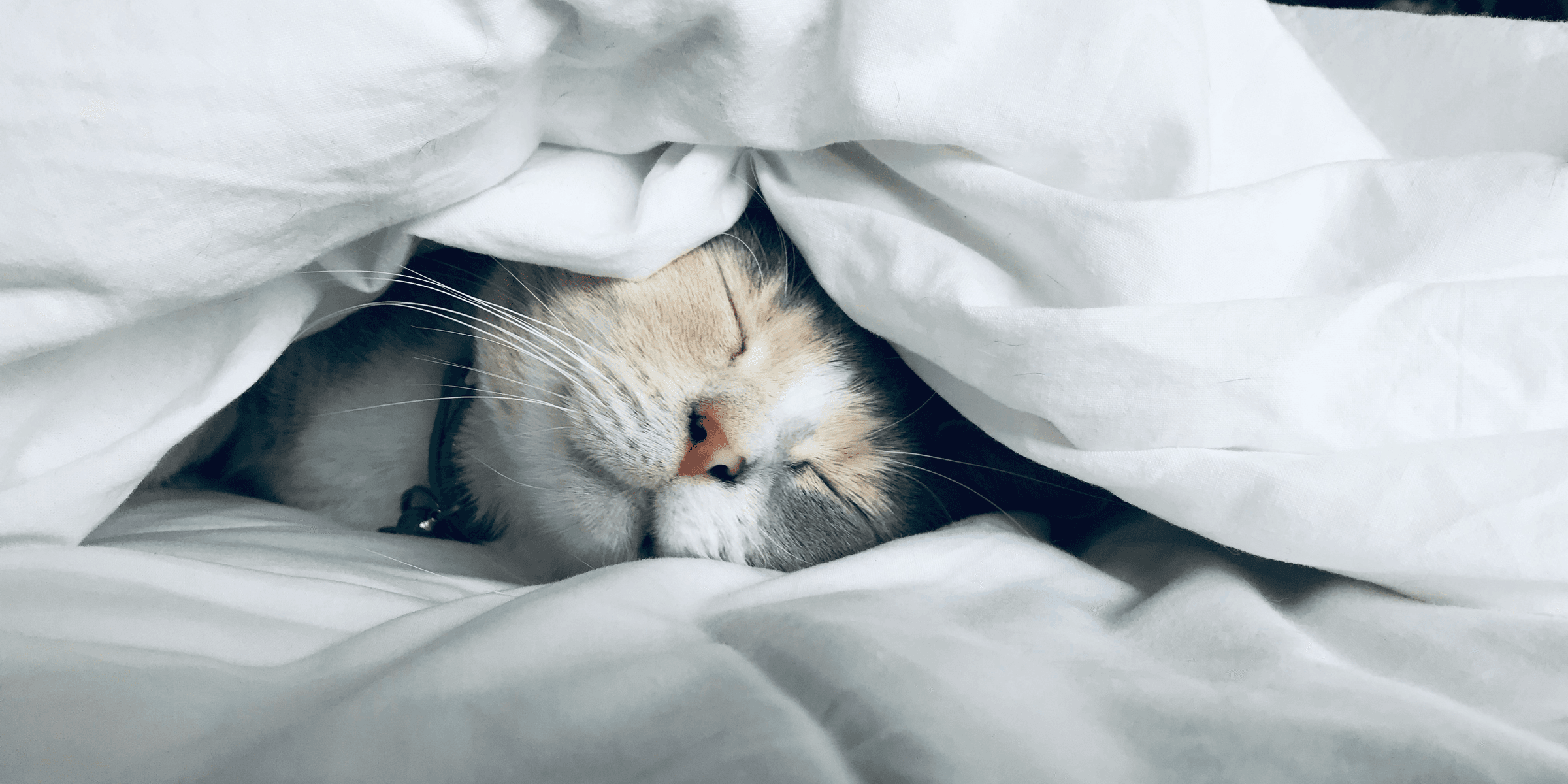 white cat sleeps under white comforter.