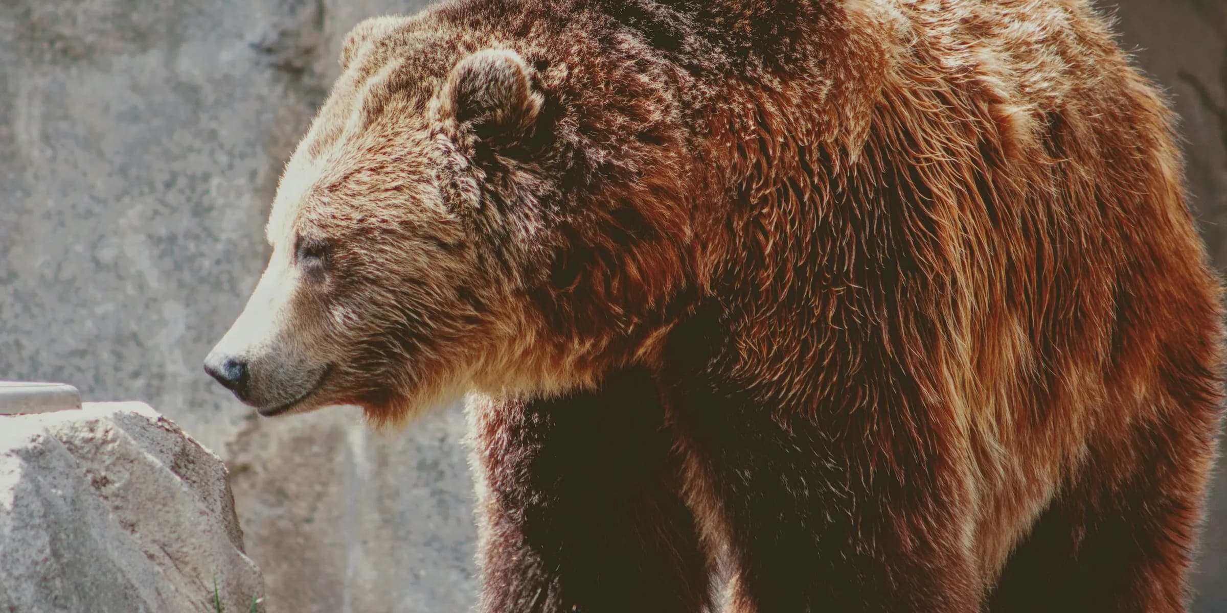 brown grizzle bear
