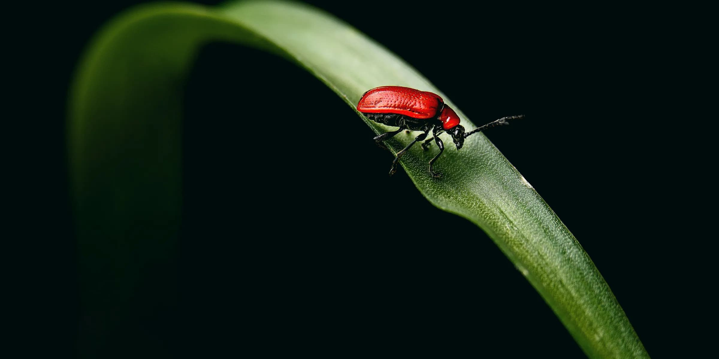 red and black beetle on green leaf