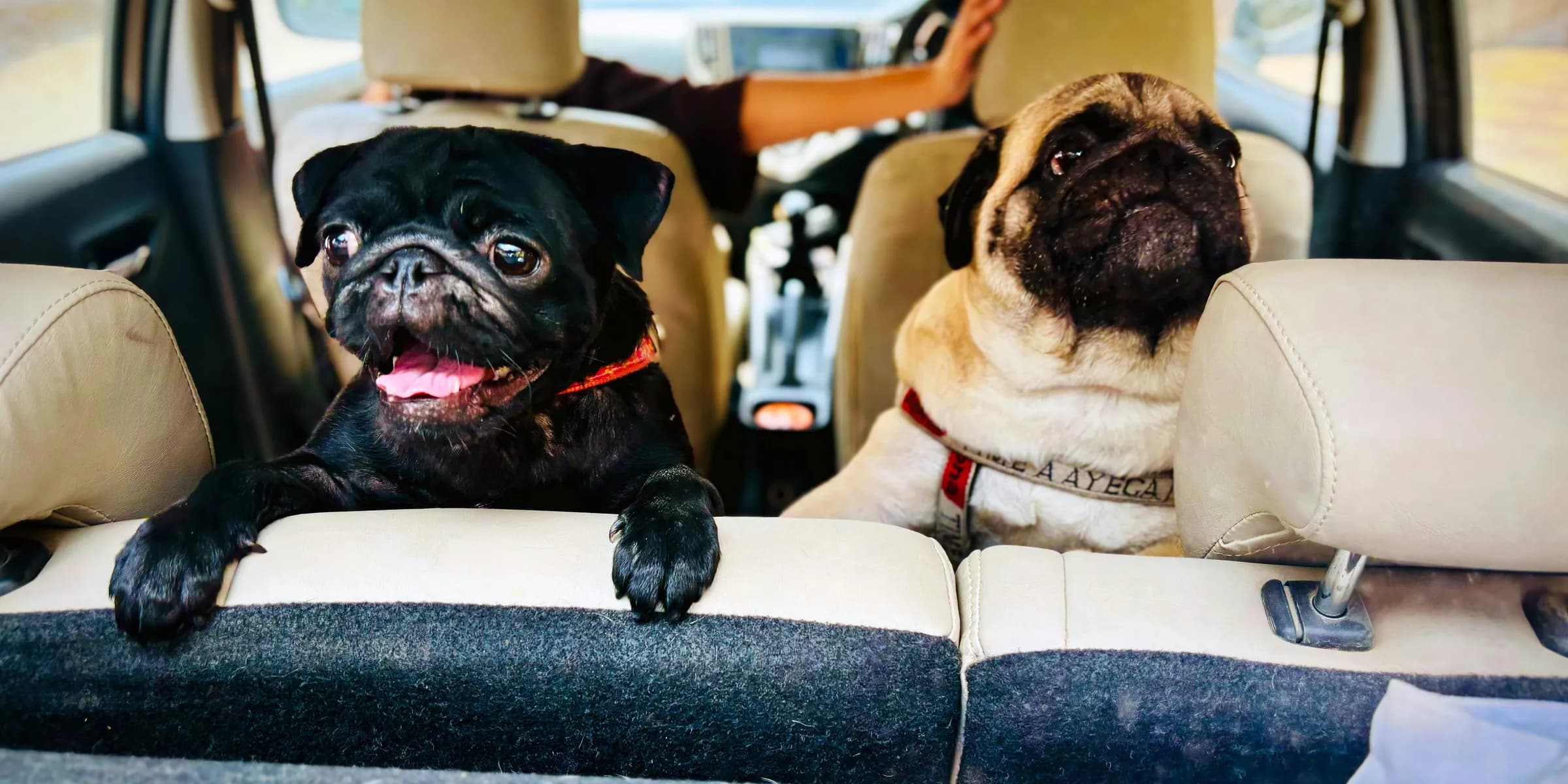 Two pug dogs sitting in the back seat of a car