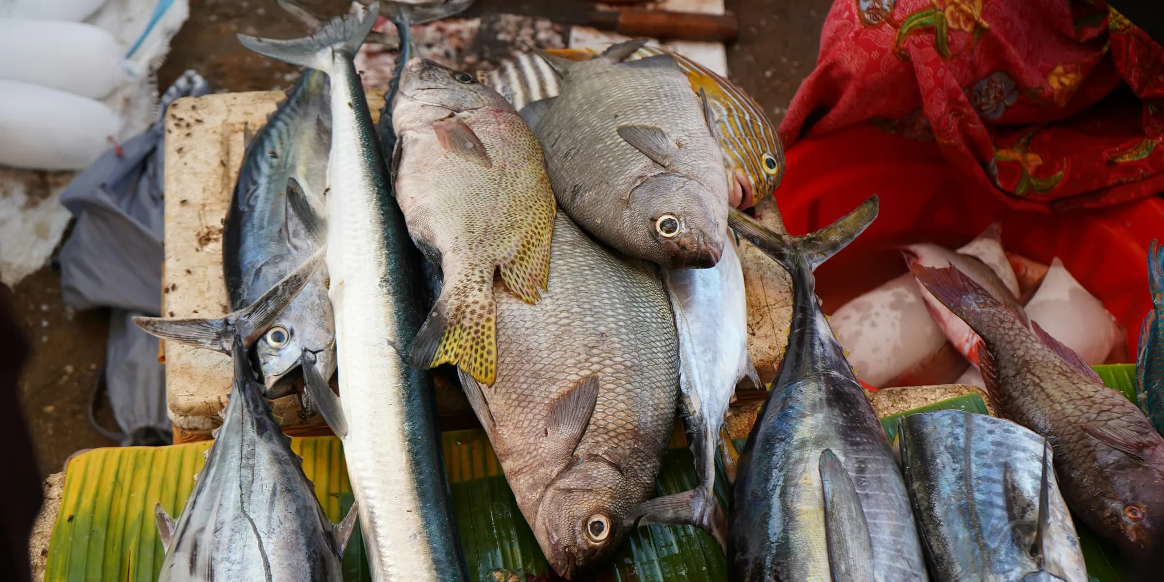 Fresh fish displayed at a market.