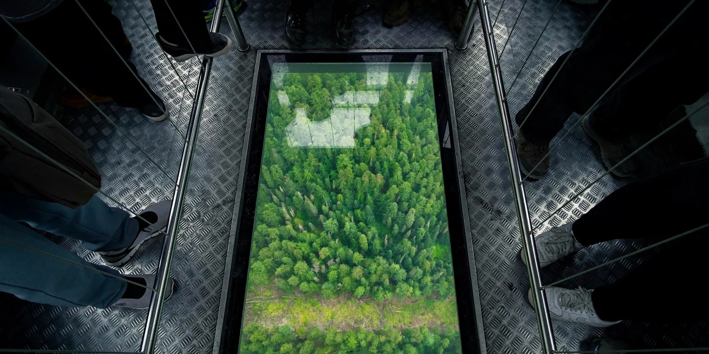 aerial photography of forest painting surrounded by people