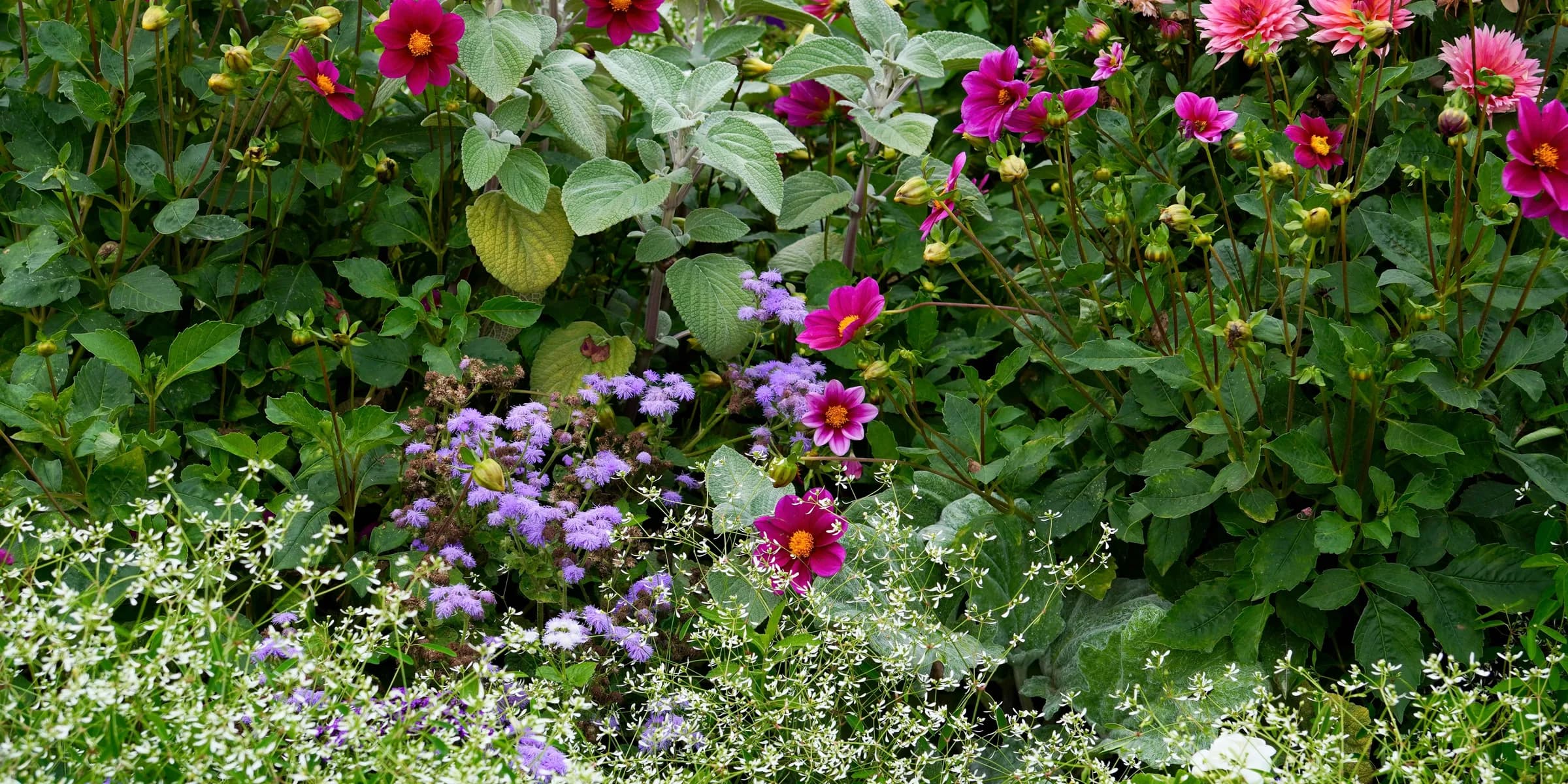 Flowers bloom vibrantly in a lush, colorful garden.