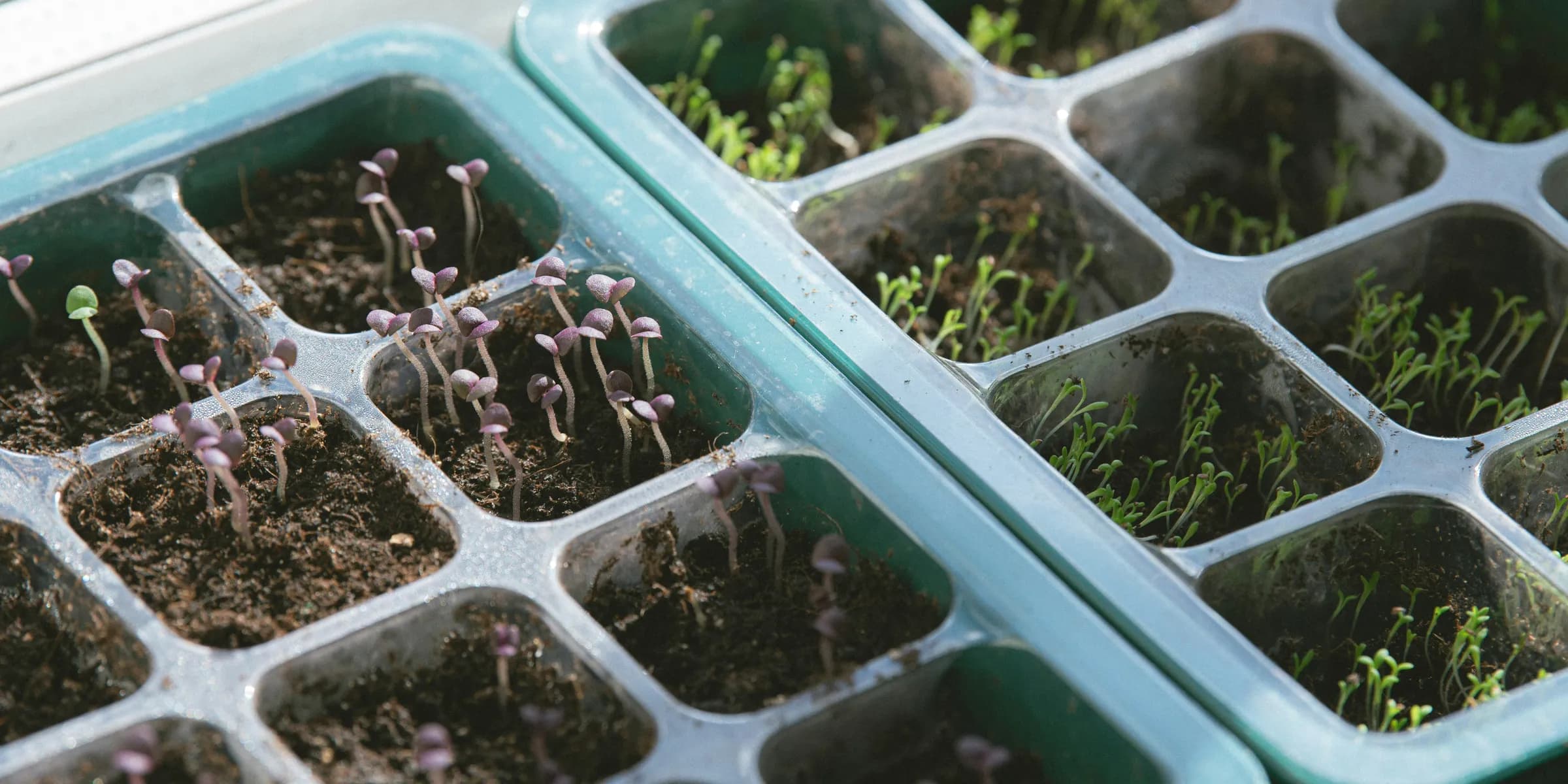 a couple of trays filled with plants in dirt
