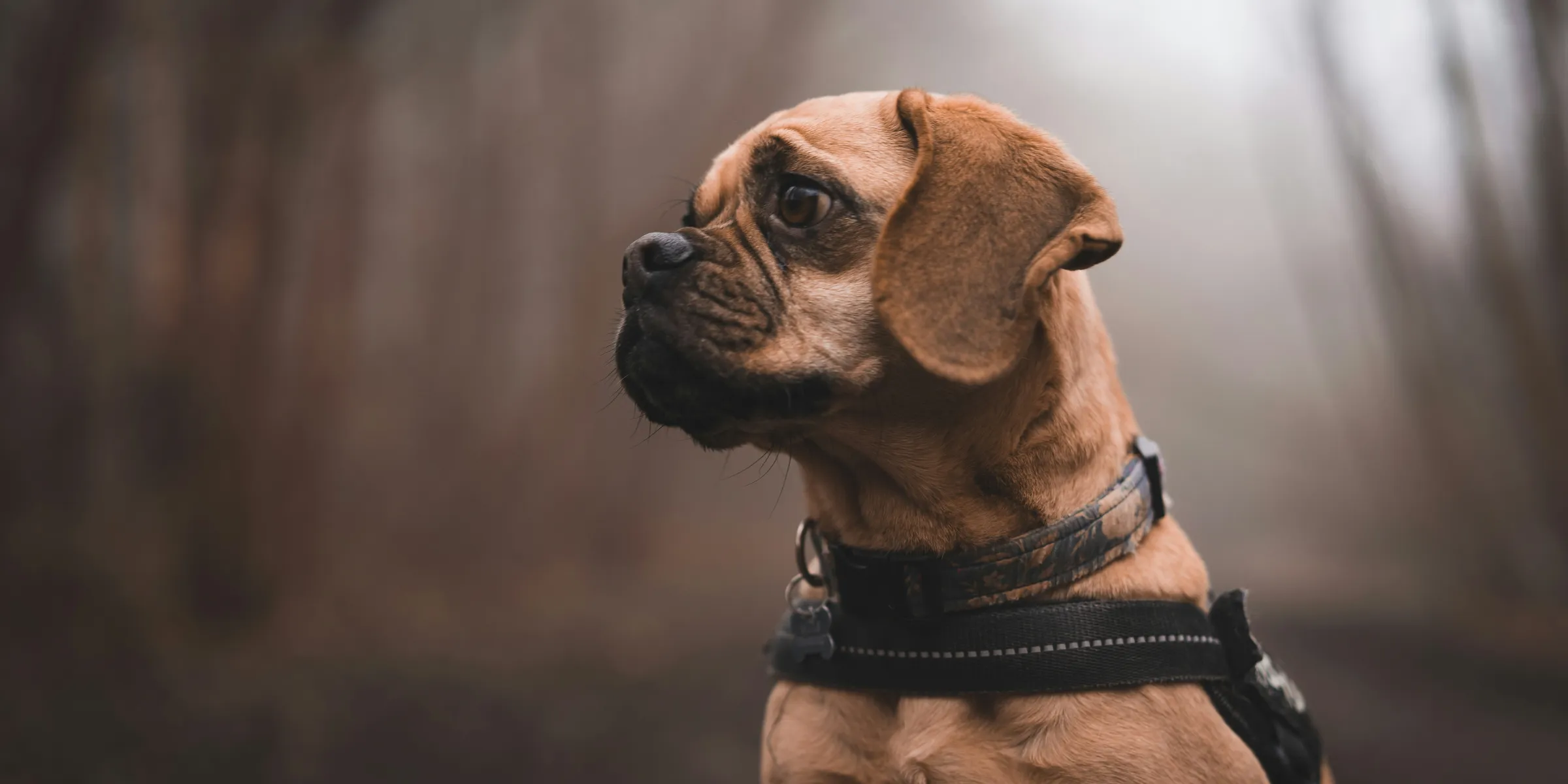 a brown dog wearing a harness in the woods