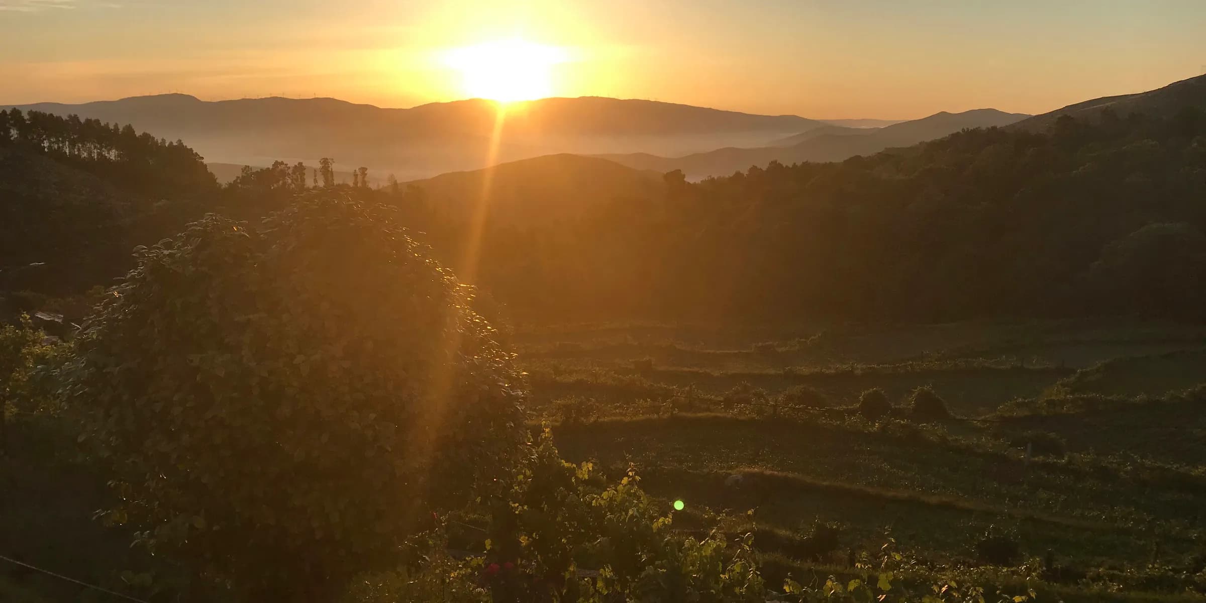 green trees and mountains during sunrise