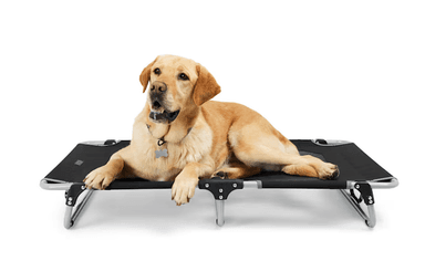 Reddy Foldable Travel Cot for Pets, Large/X-Large