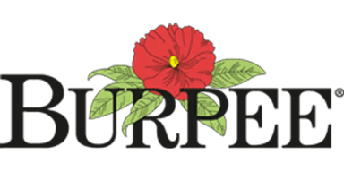 Burpee