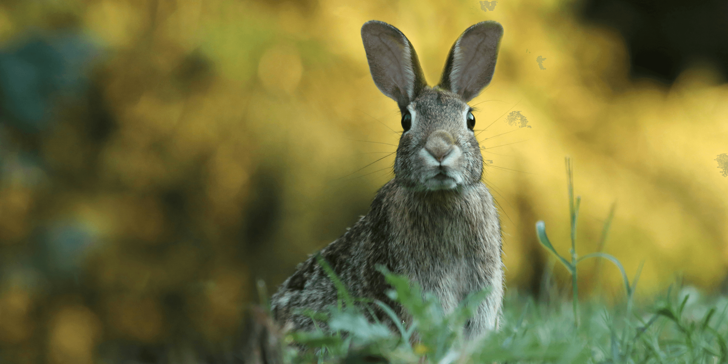 selective focus photography of brown rabbit.
