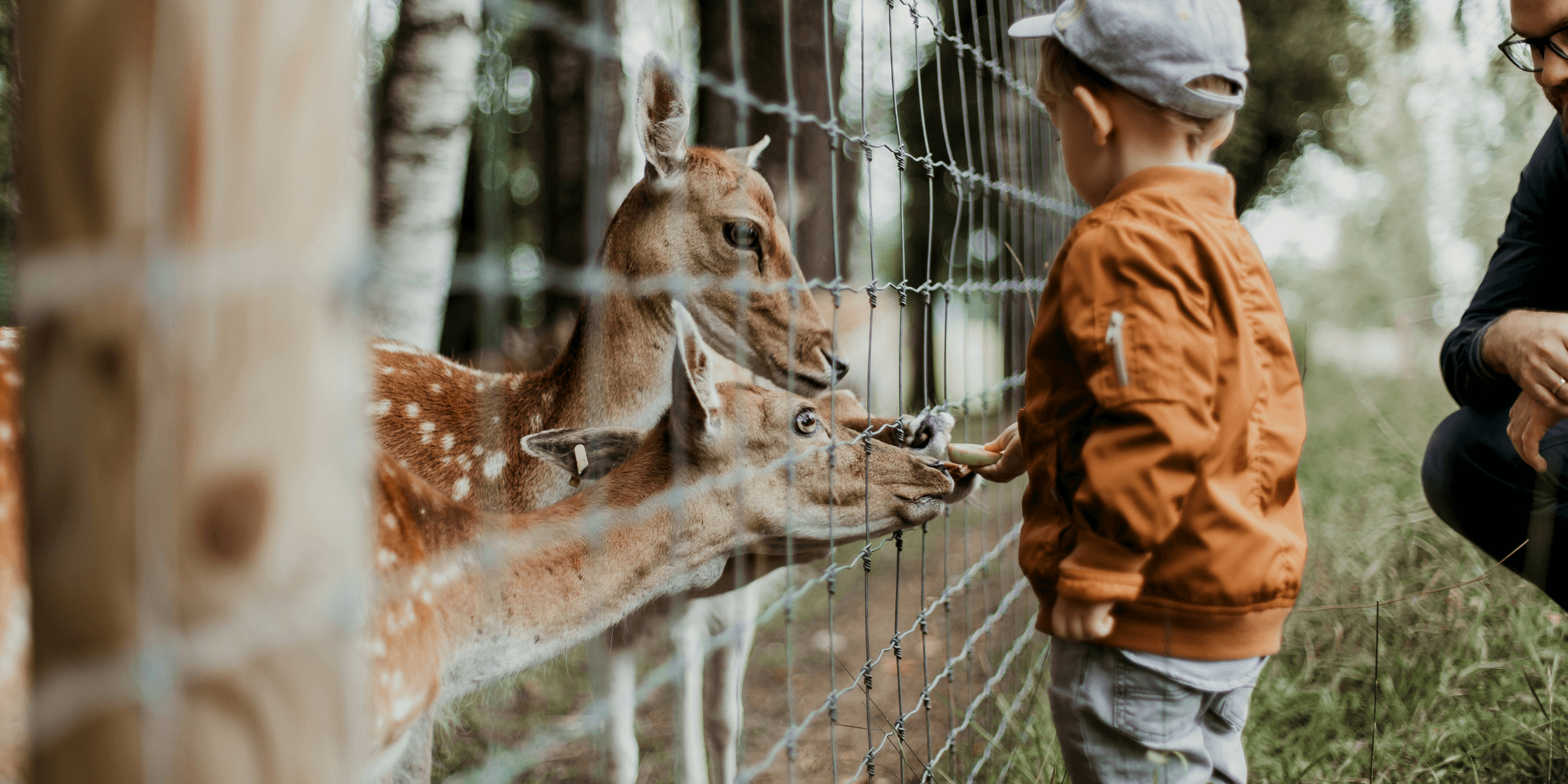 boy feeding a animal during daytime.