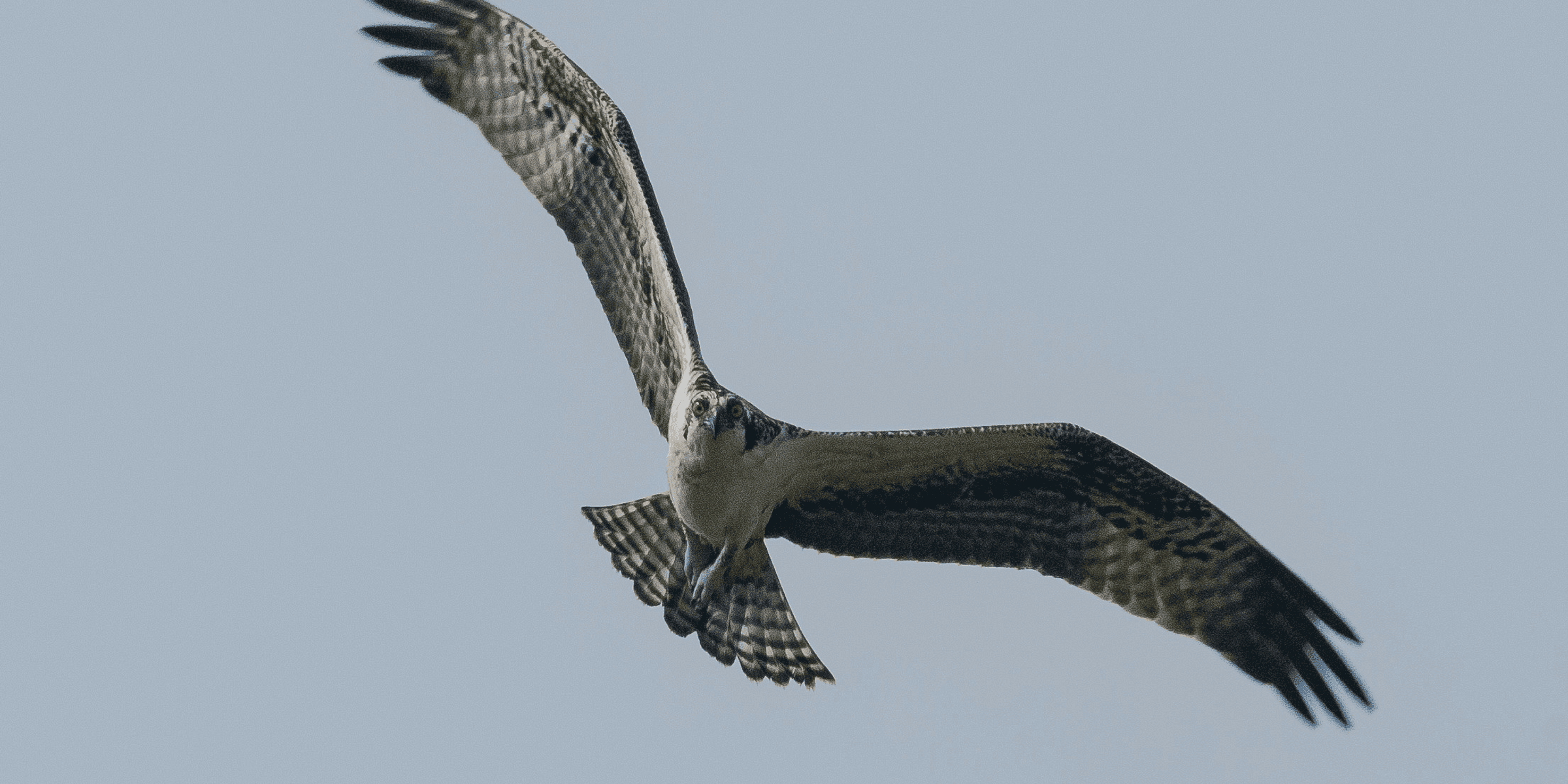 eagle flying on the sky.