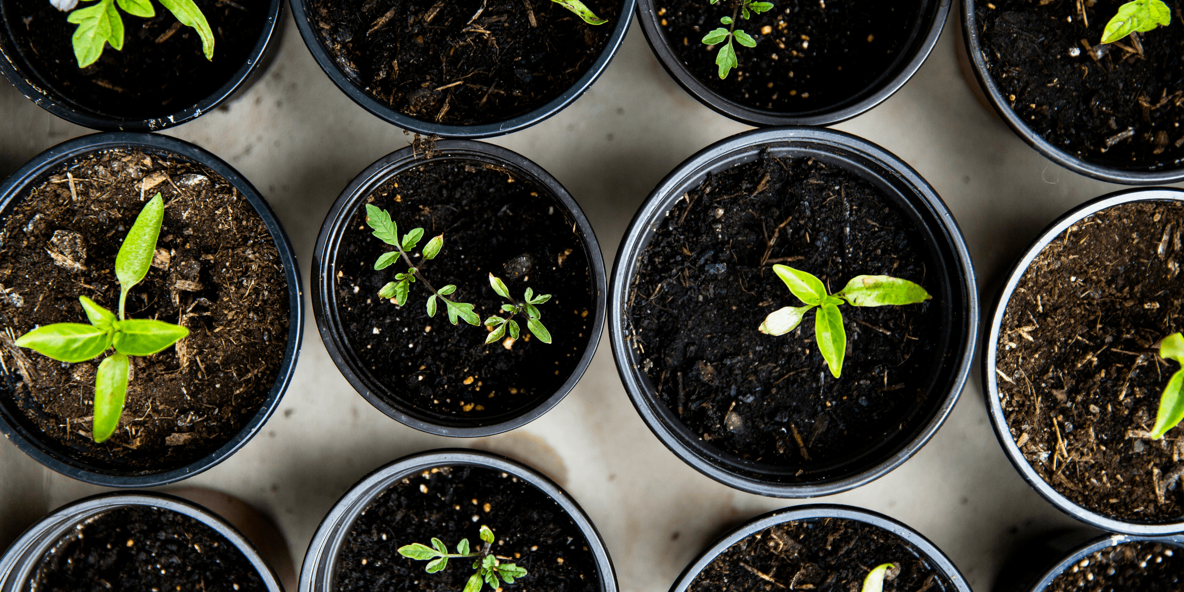 green leafed seedlings on black plastic pots.