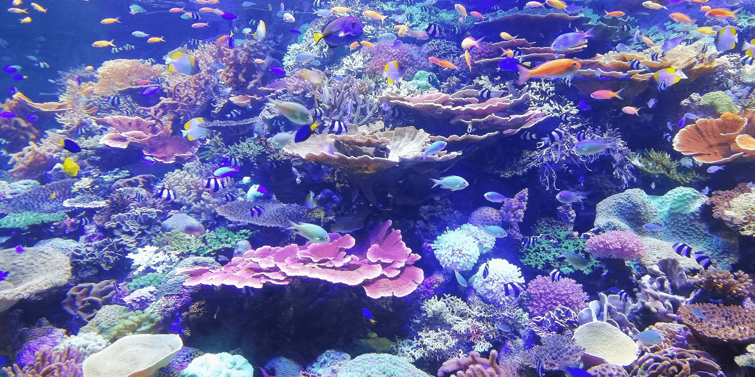 school of fish on corals.
