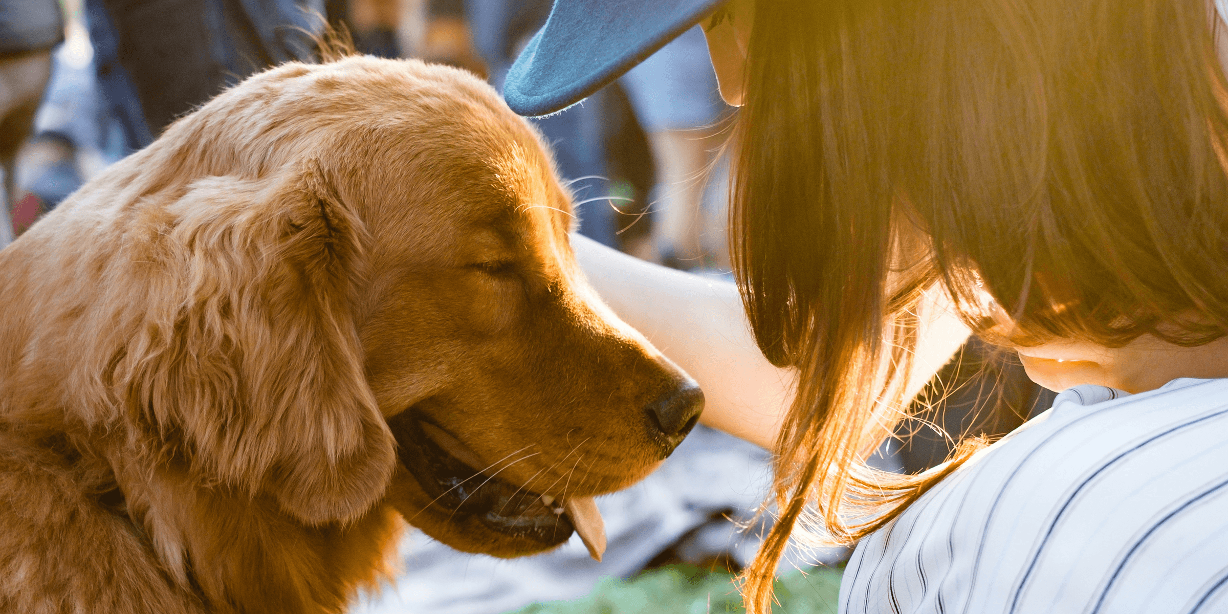 closeup photography of woman holding adult golden retriever.