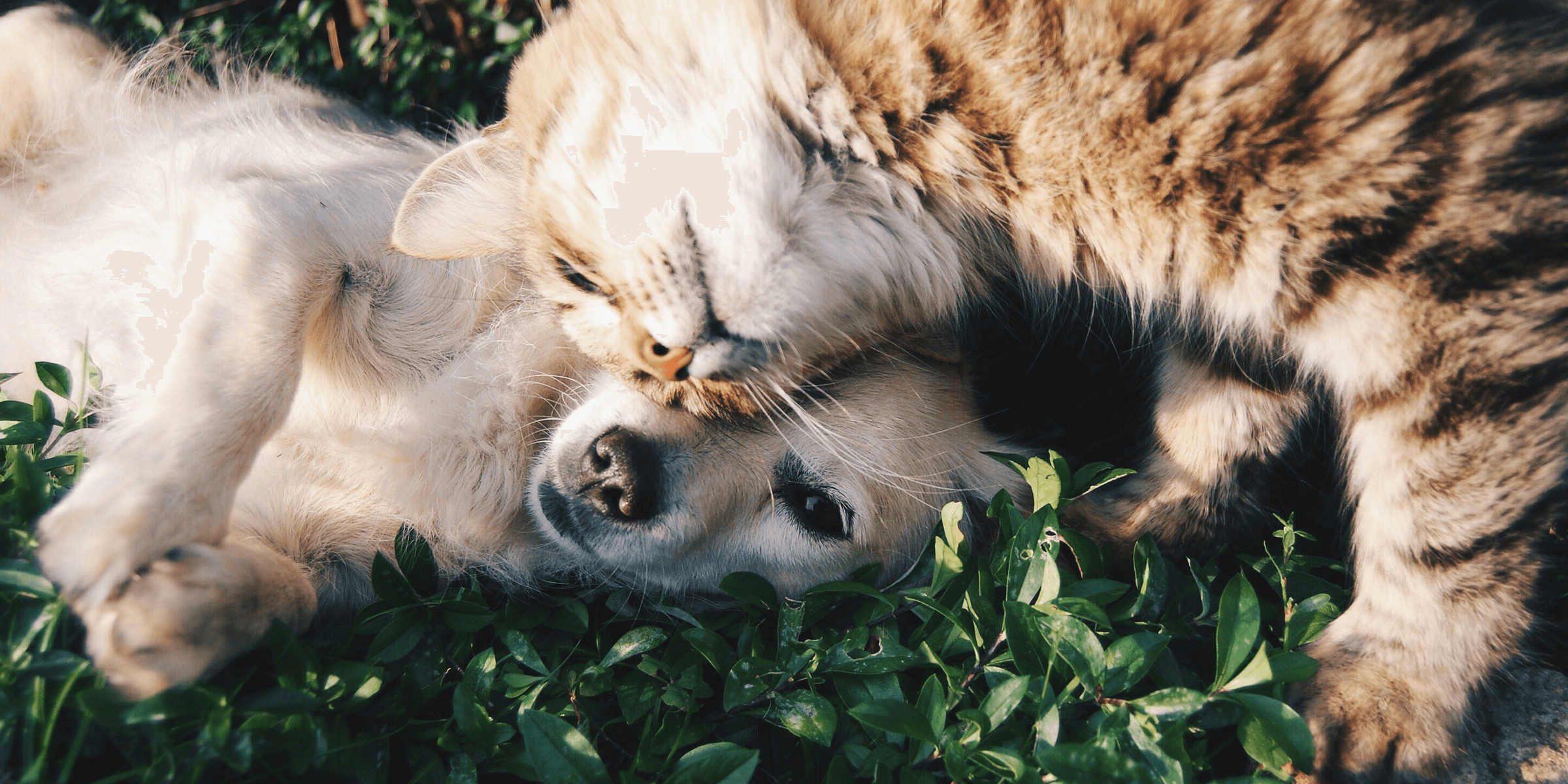 white dog and gray cat hugging each other on grass.