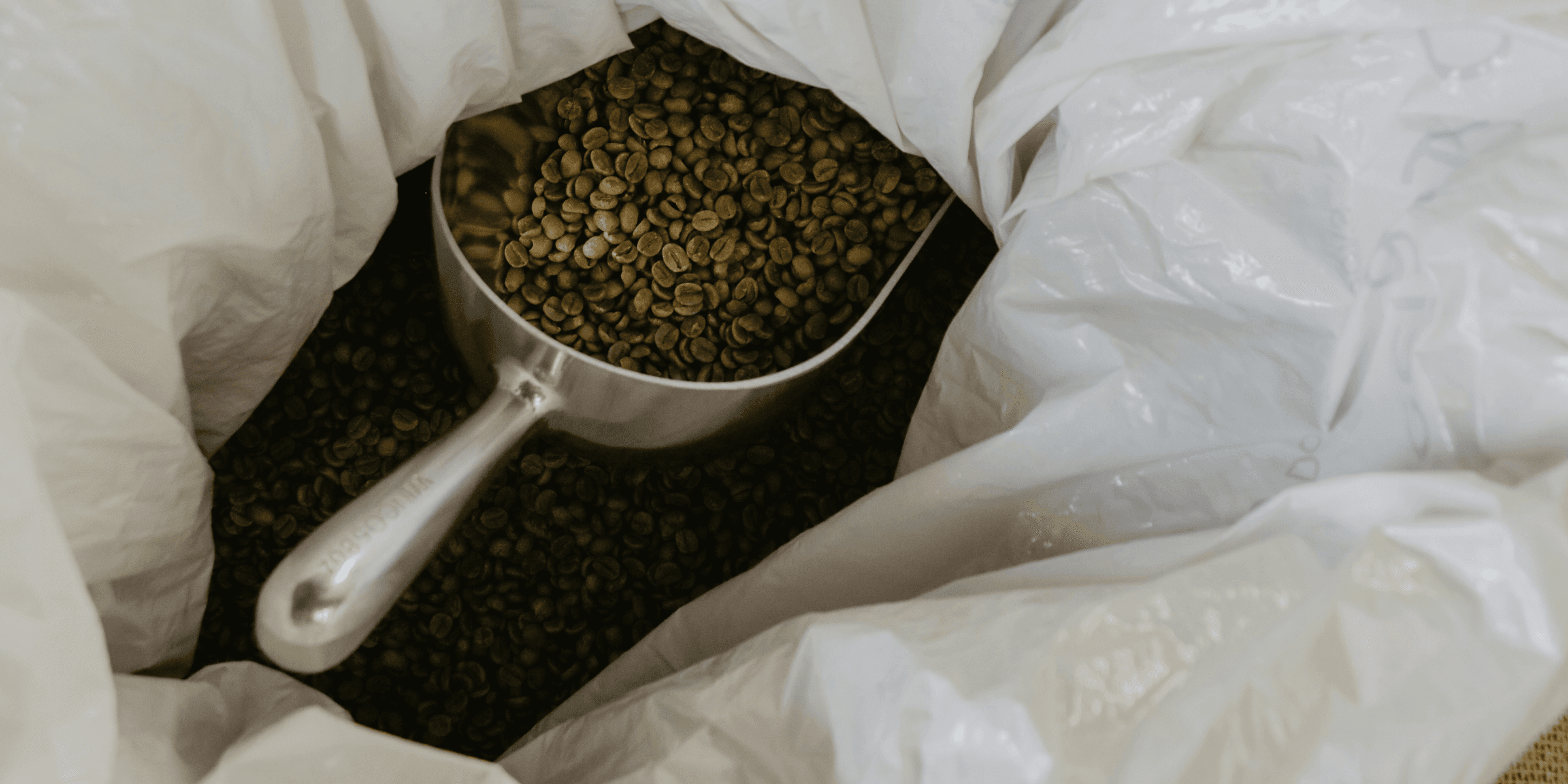 coffee beans in stainless steel scoop.