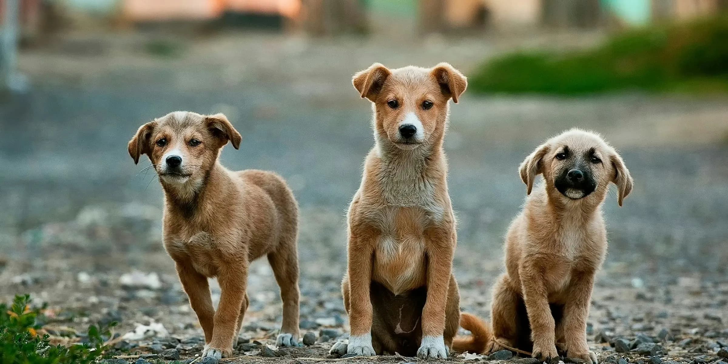 selective focus photography of three brown puppies