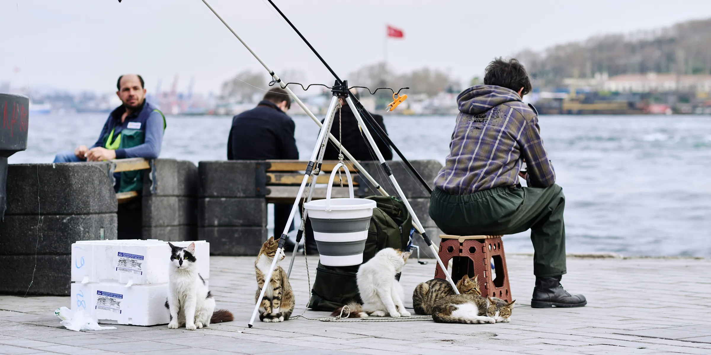 Cats and fishermen patiently wait by the water.