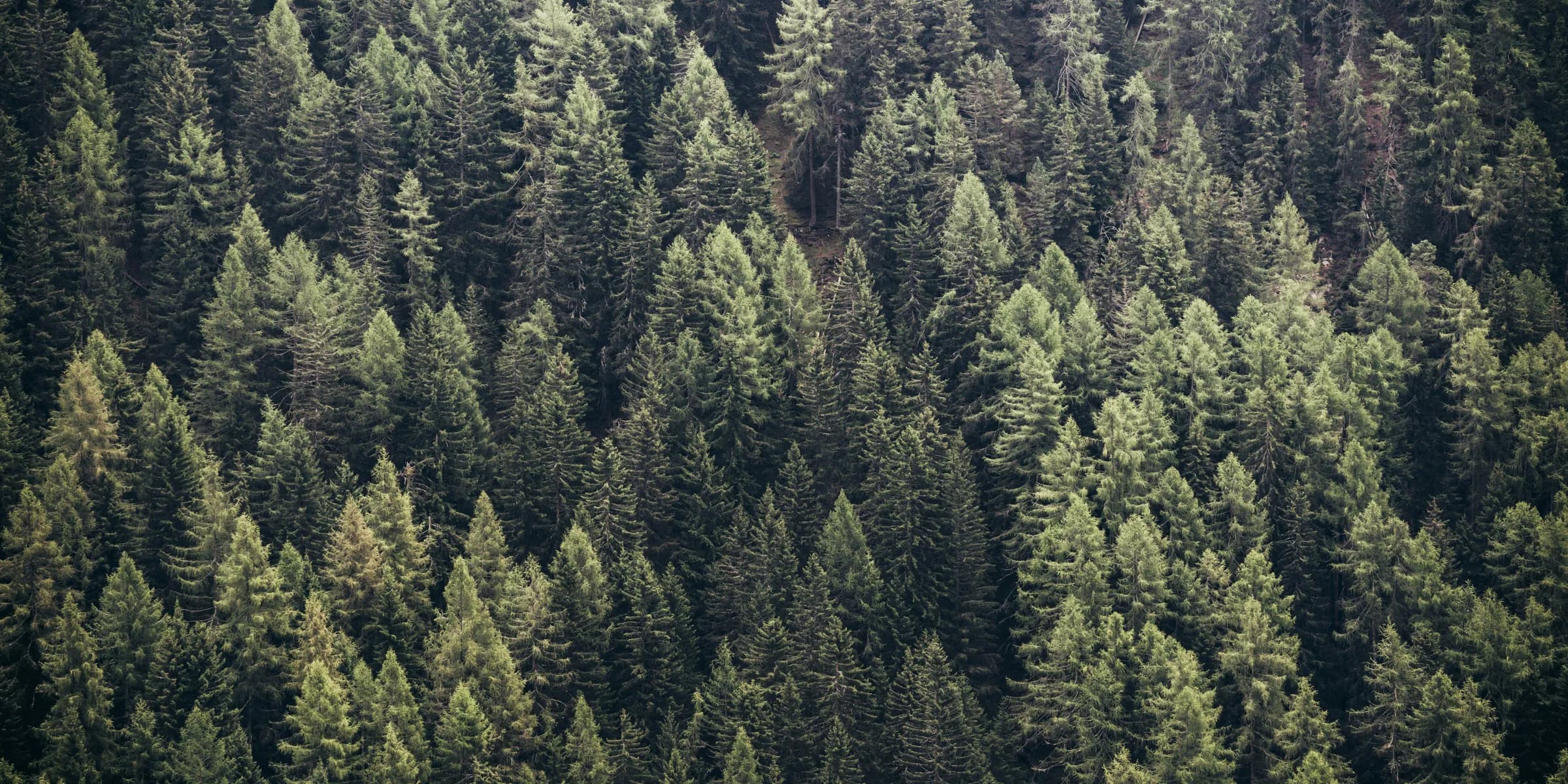 aerial photography of green trees