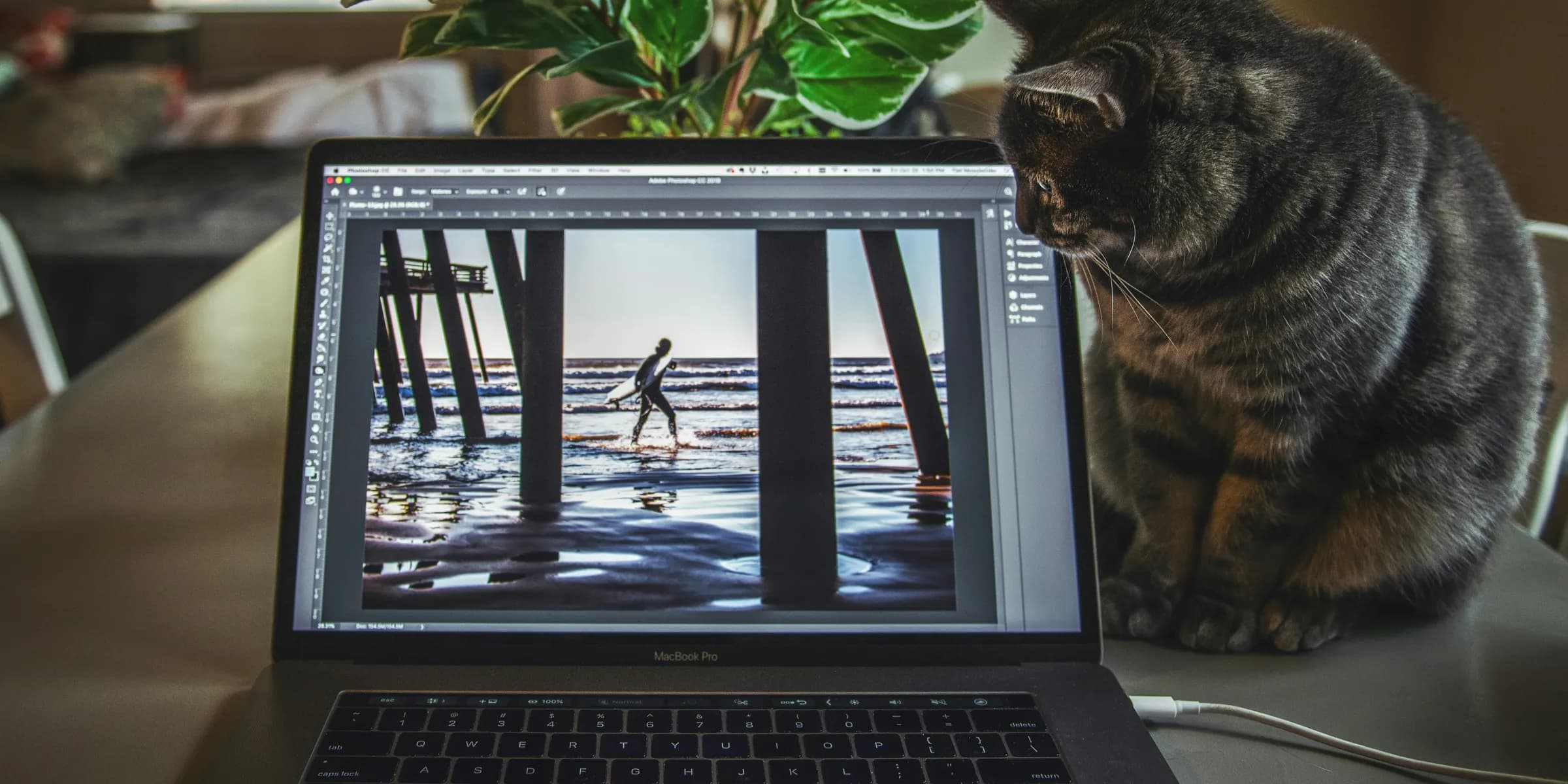 cat sitting beside gray laptop