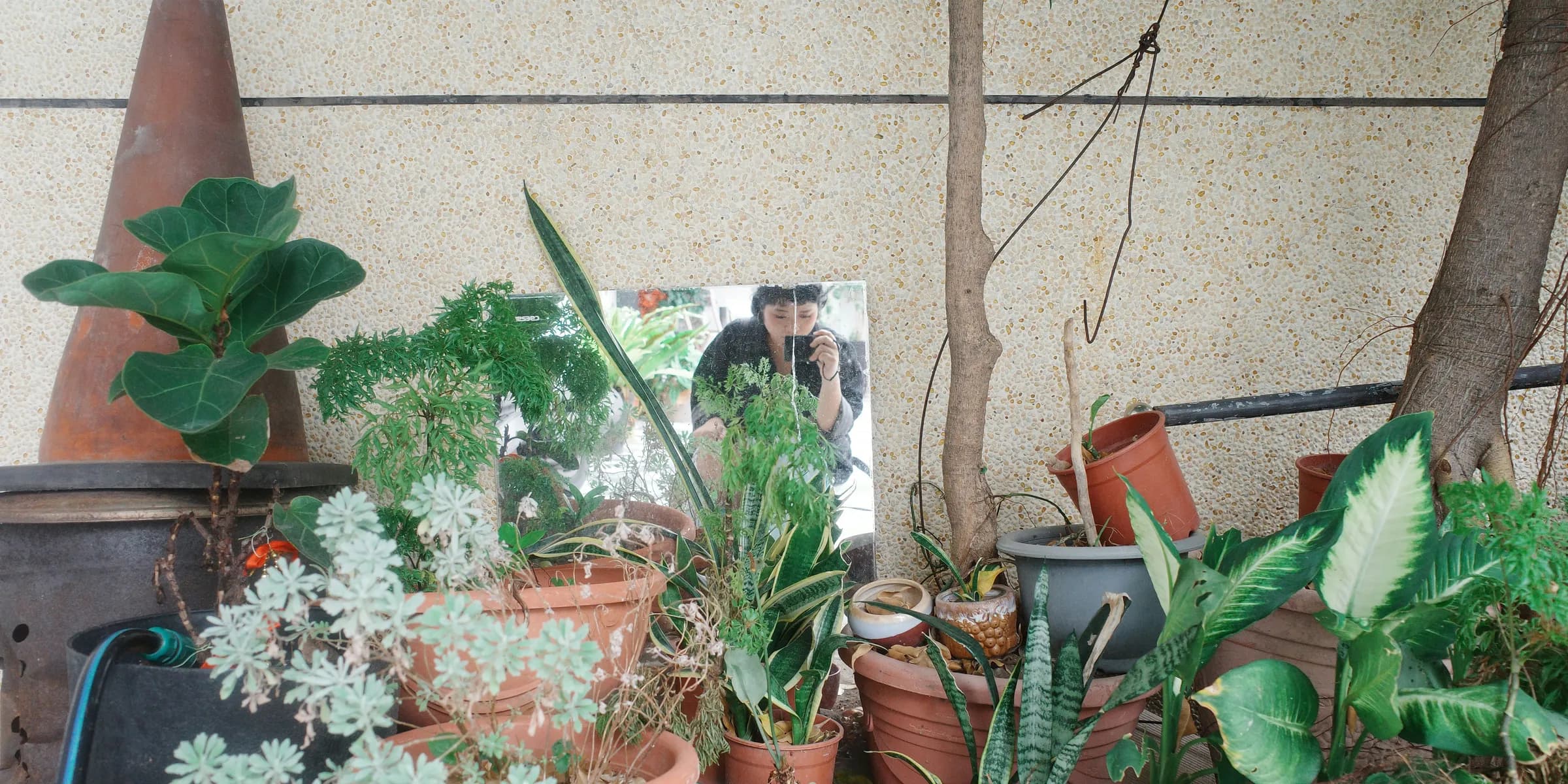 Various potted plants arranged near a wall.