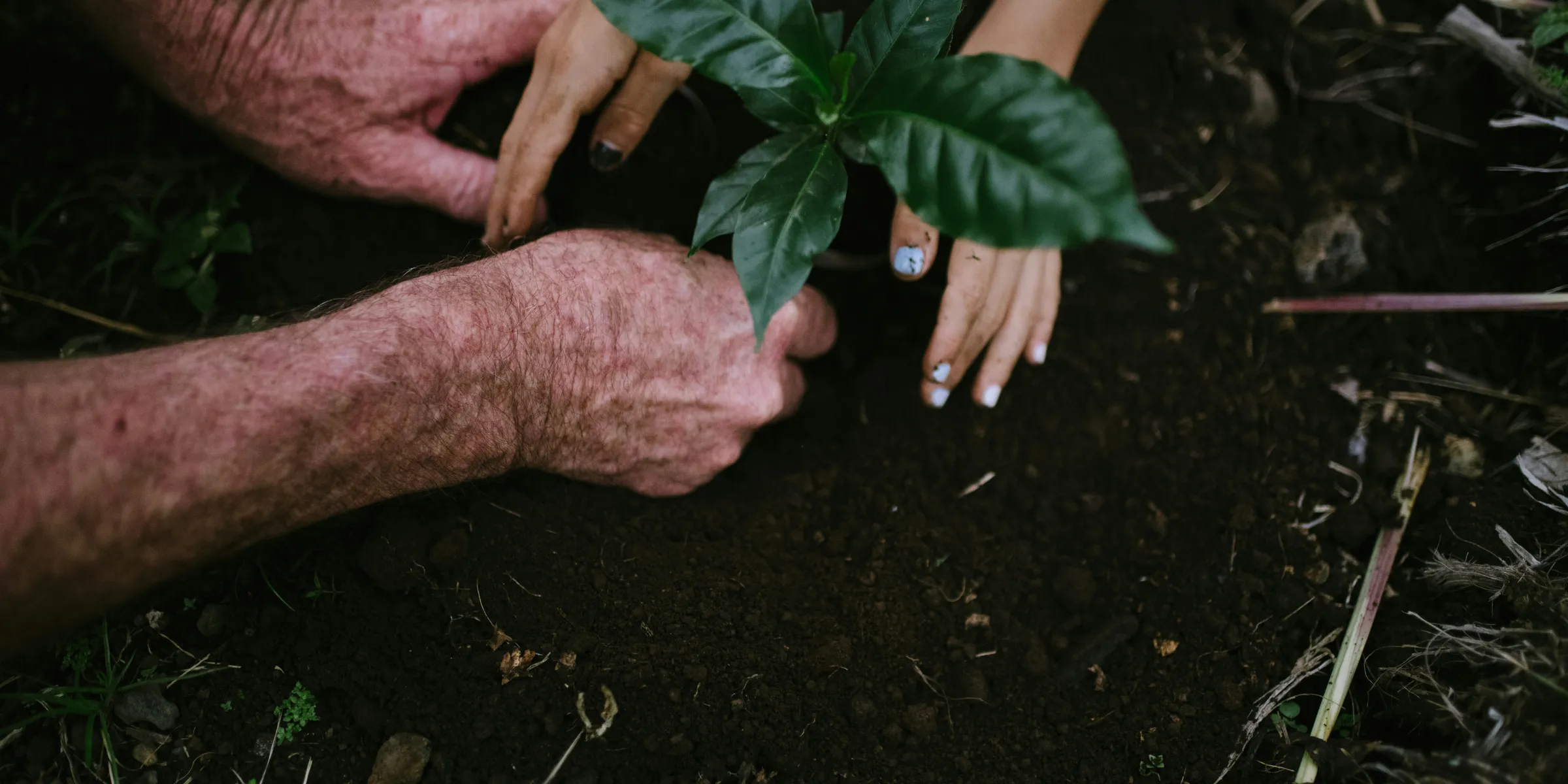 a person holding a plant in a garden