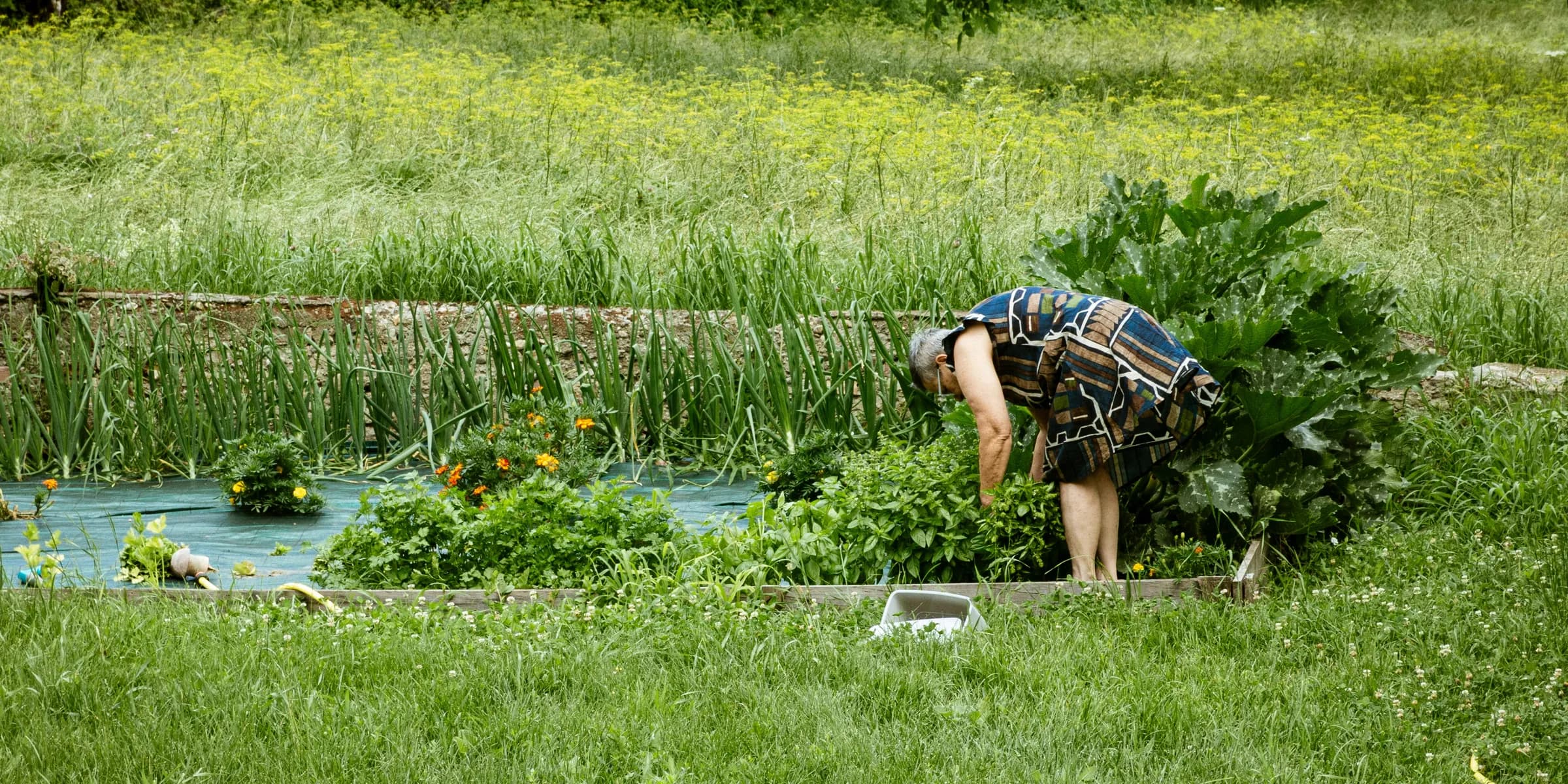 A woman tends her garden amidst greenery.